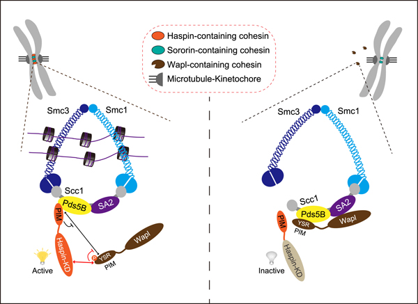 600Liang et al. Schematic summaryfigure.jpg